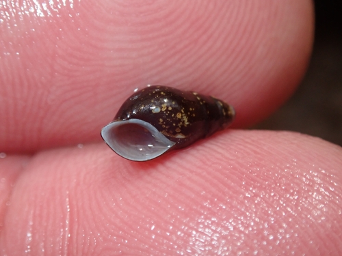 Goniobasis spillmanii, 2026-01-19