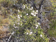 Melaleuca striata