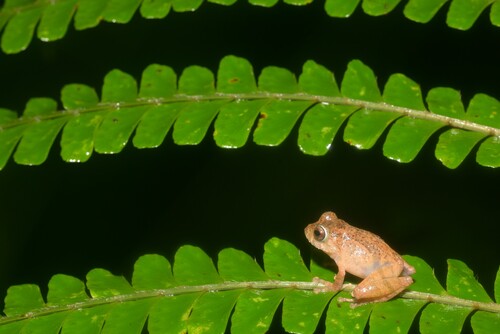 Peter's Bushfrog, Philautus petersi