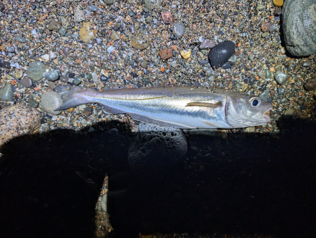 Whiting (Merlangius merlangus) — Gadidae