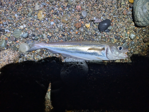 Whiting (Merlangius merlangus) — Gadidae