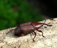 Odoiporus longicollis