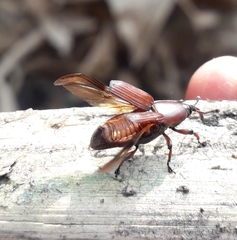 Odoiporus longicollis