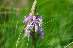 Gymnadenia