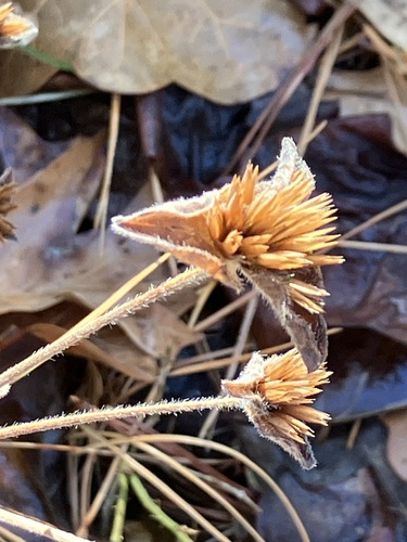 common elephant's-foot (Elephantopus tomentosus)