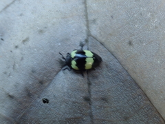Barytopus lunulatus