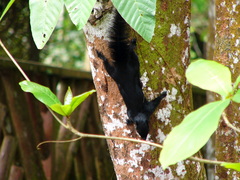 Callosciurus prevostii pluto