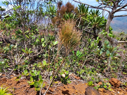 Exocarpos pseudocasuarina observed 2020-02-03
