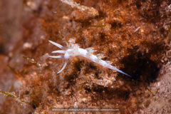 Flabellina