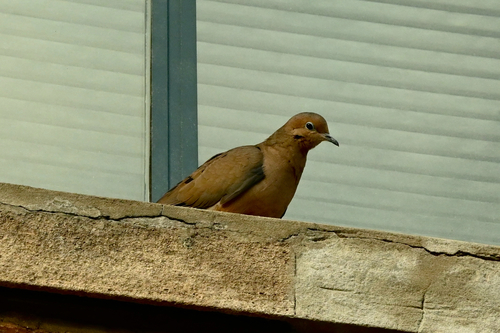 Mourning Dove