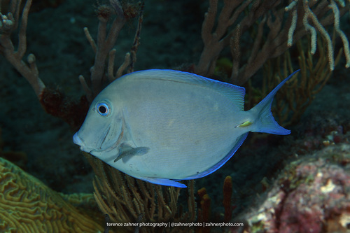 Atlantic Blue Tang