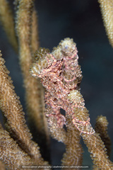 Astrophyton muricatum