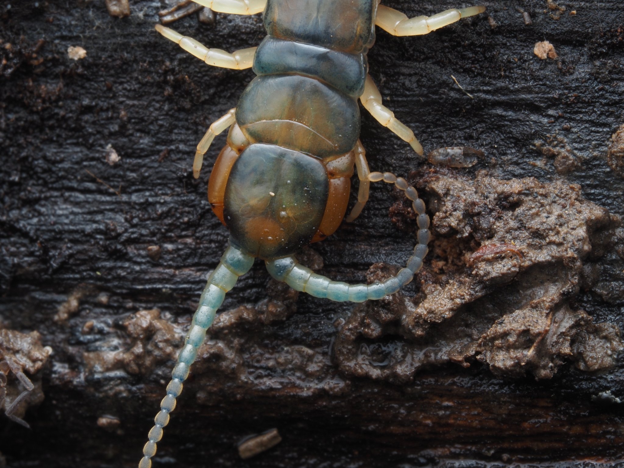 Hemiscolopendra marginata Say, 1821