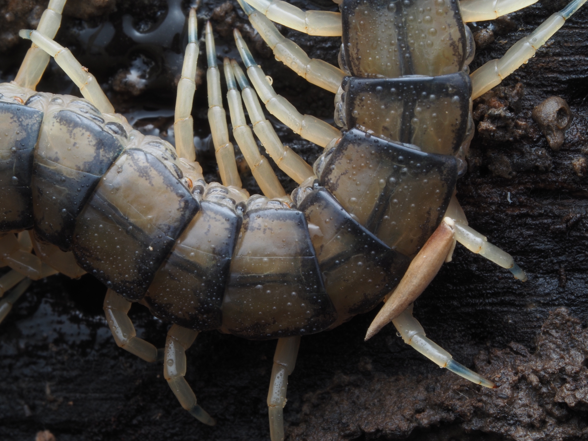 Hemiscolopendra marginata Say, 1821