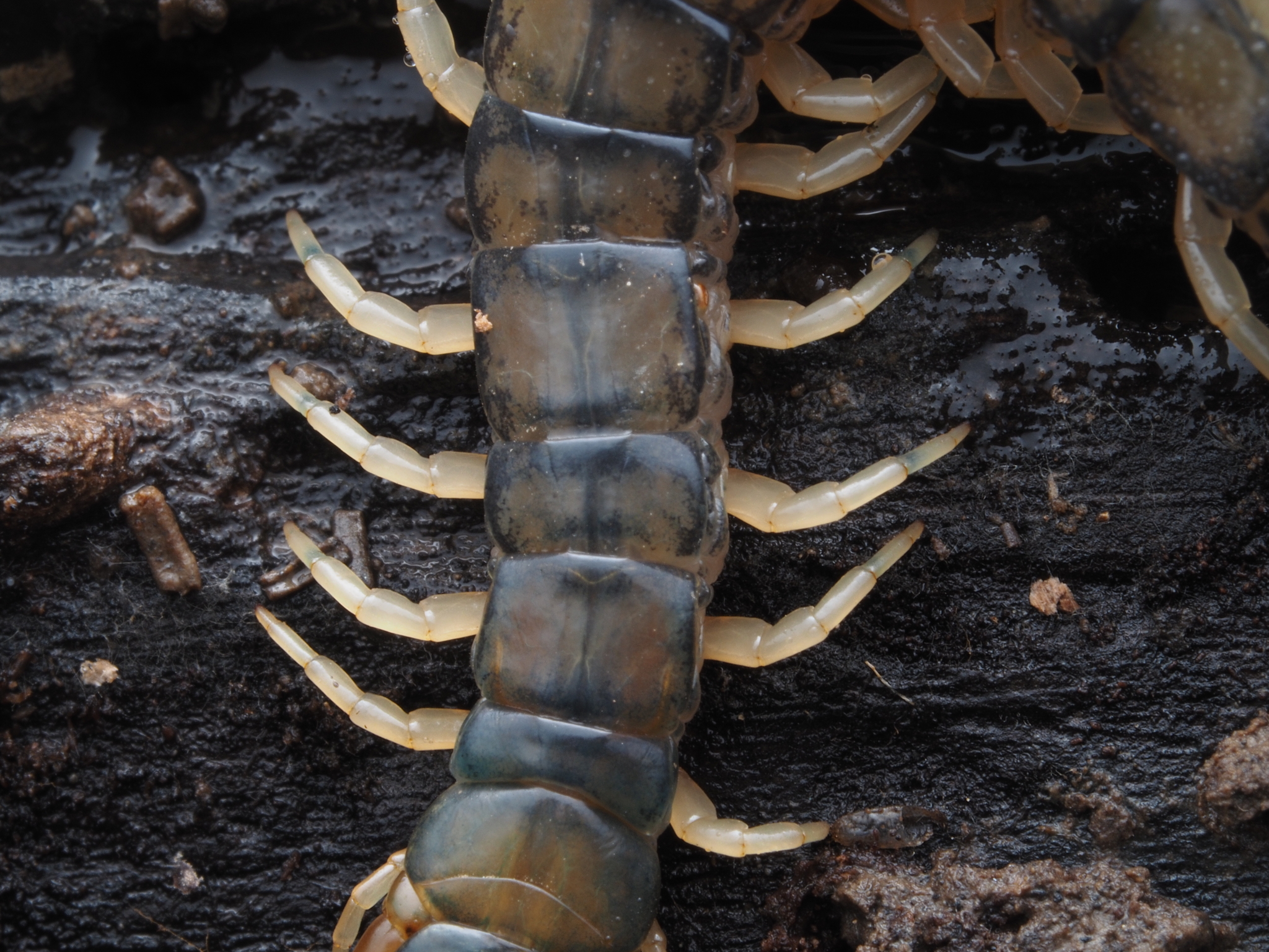 Hemiscolopendra marginata Say, 1821