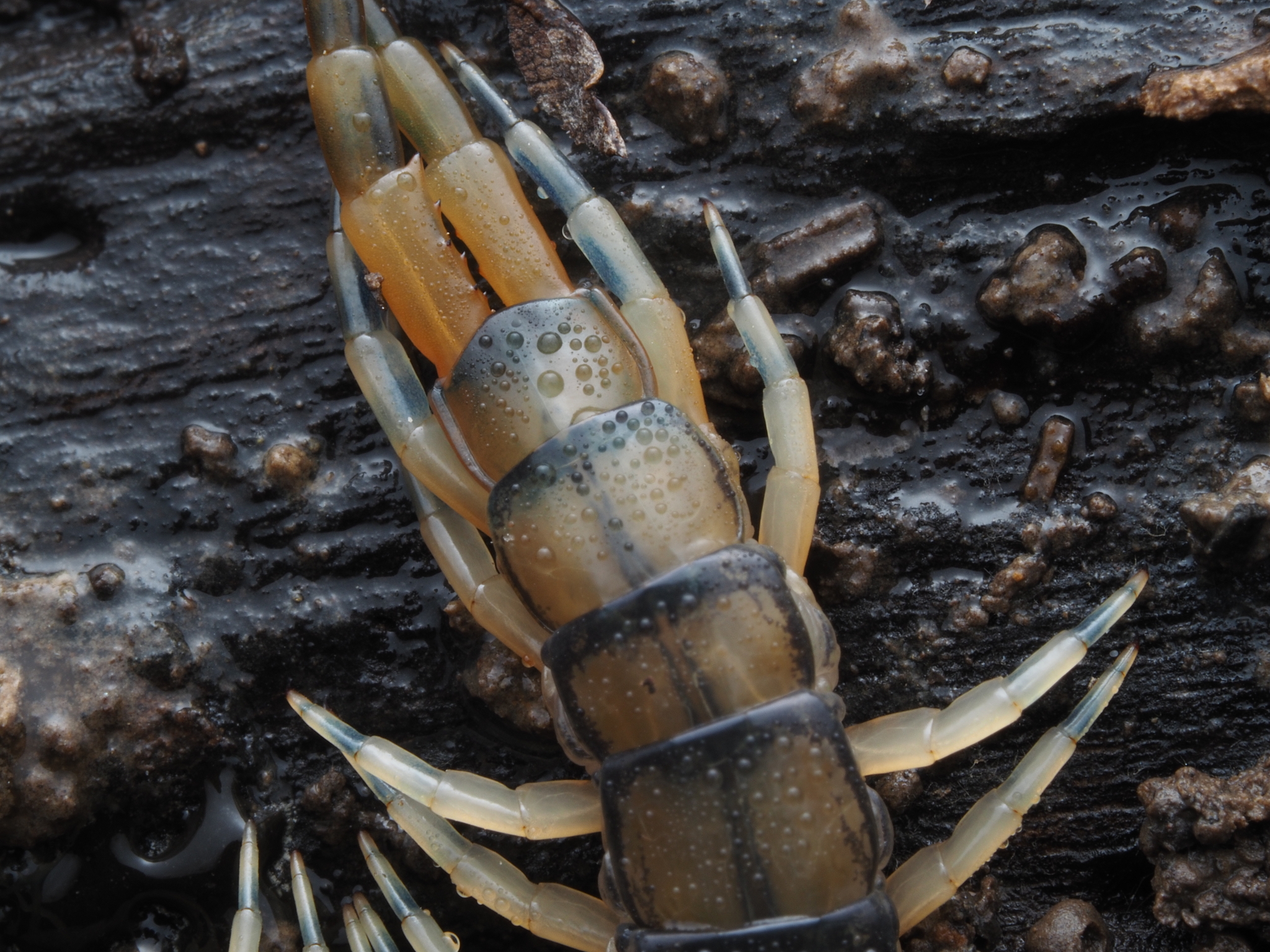 Hemiscolopendra marginata Say, 1821