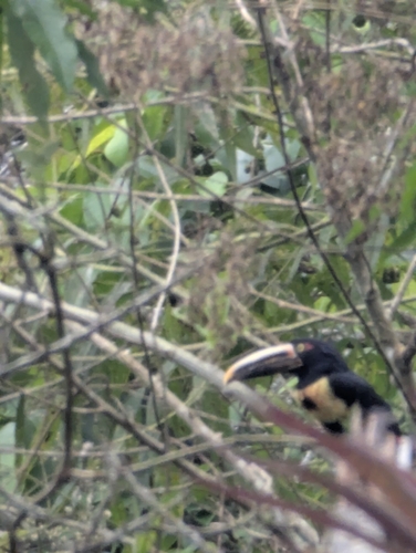 Pale-mandibled Aracari (Pteroglossus erythropygius), photo 1