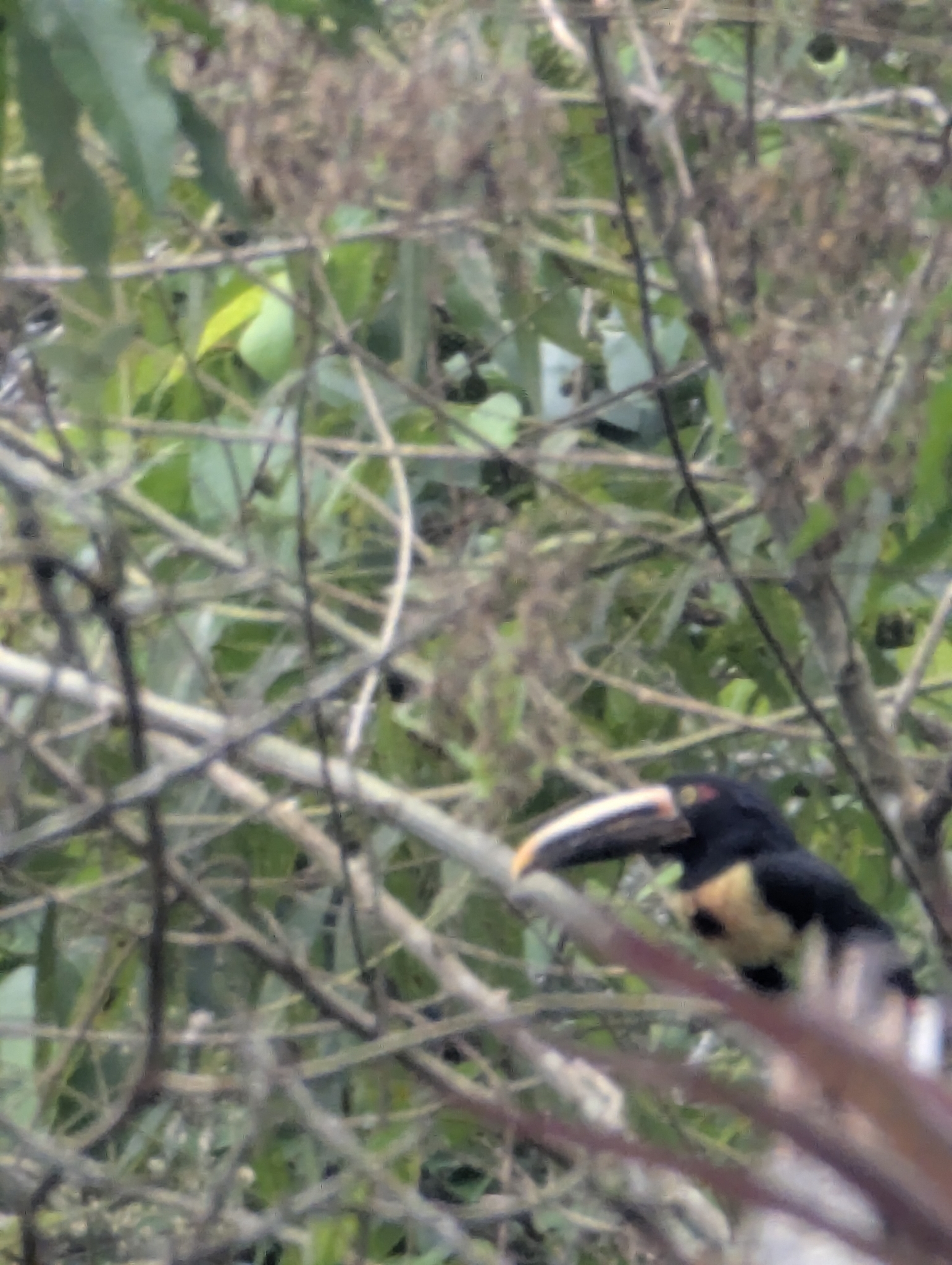 Pale-mandibled Aracari (Pteroglossus erythropygius), photo 1