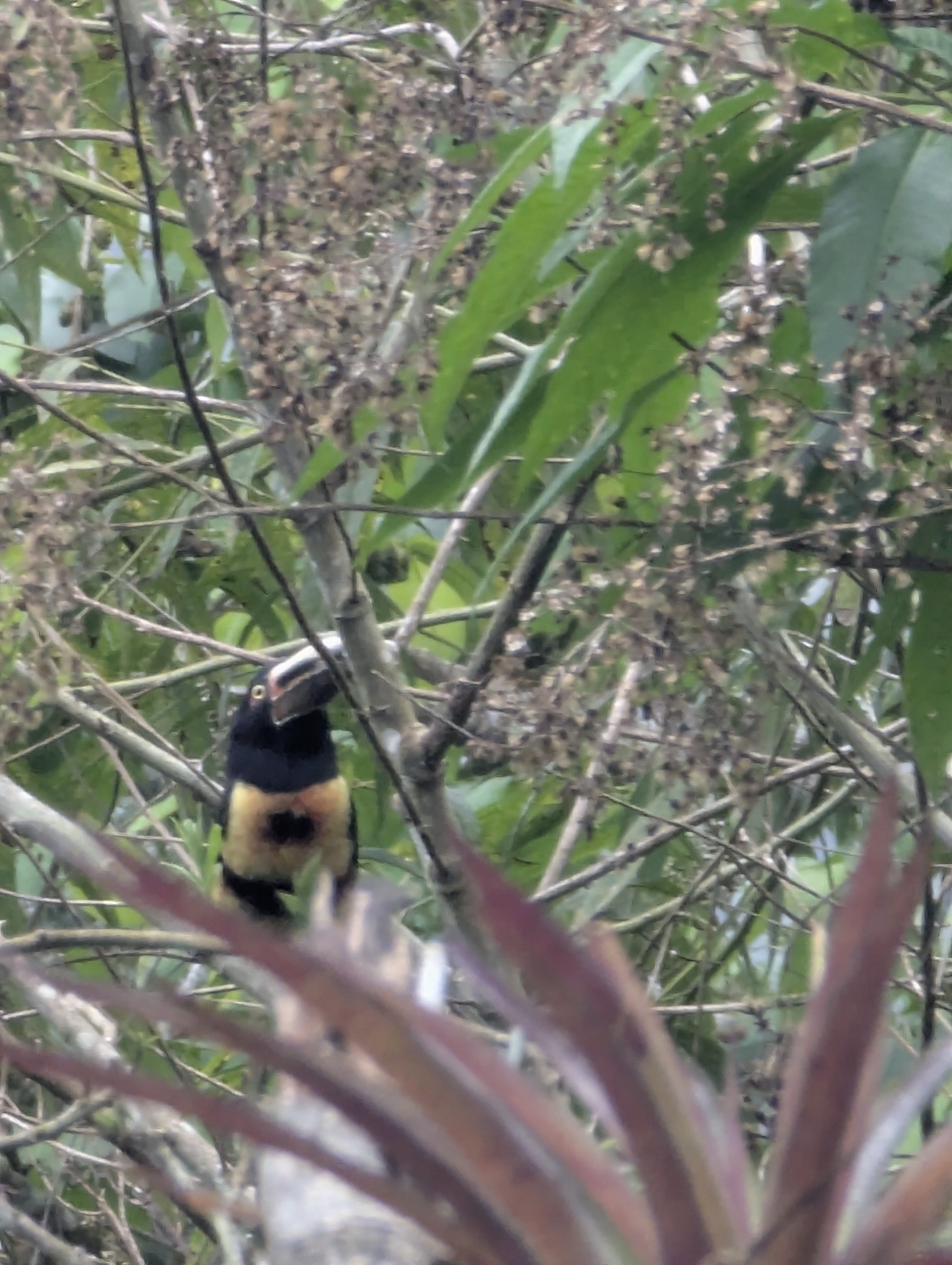 Pale-mandibled Aracari (Pteroglossus erythropygius), photo 2