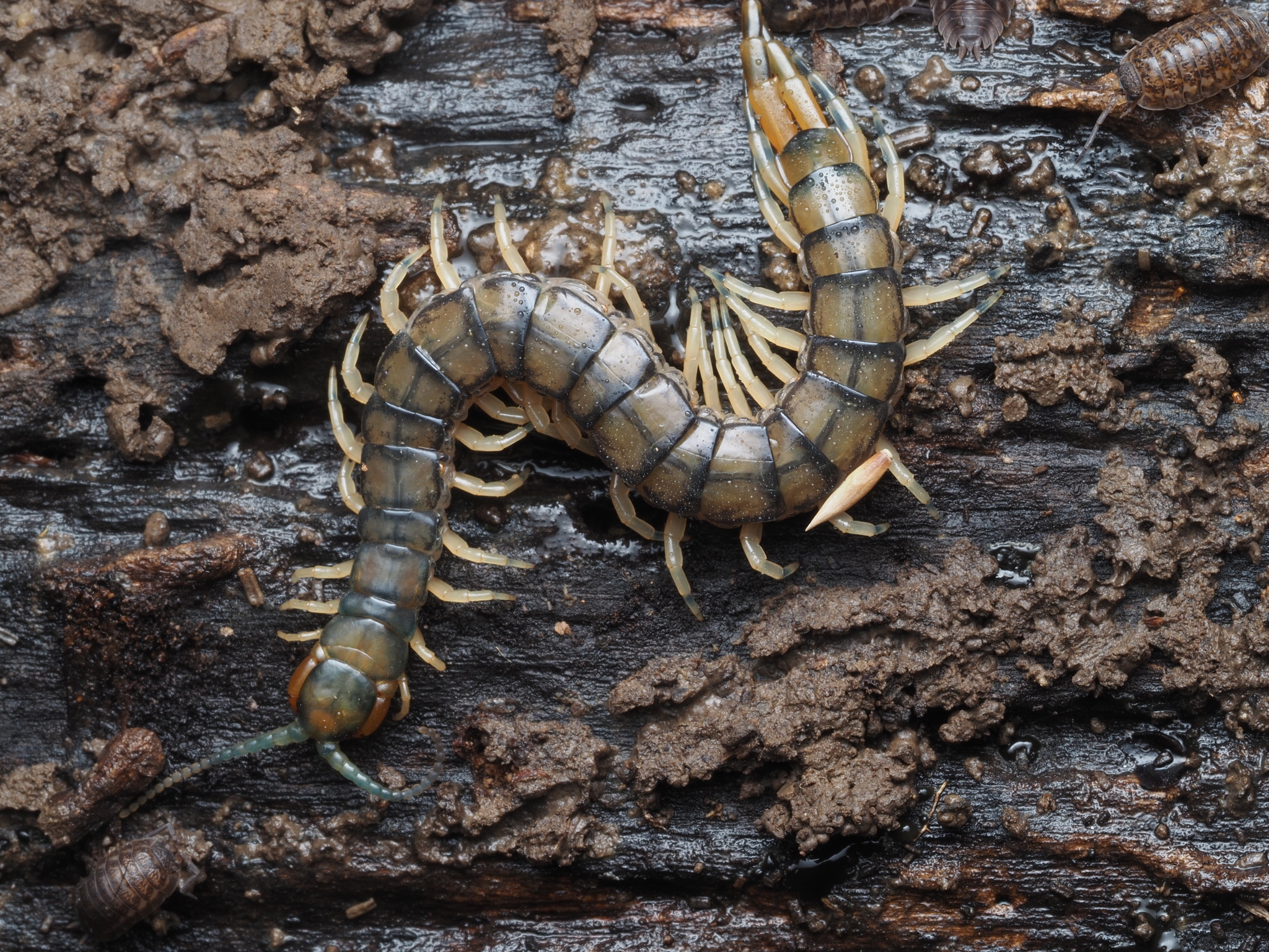 Hemiscolopendra marginata Say, 1821