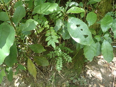 Pterophylla sylvicola