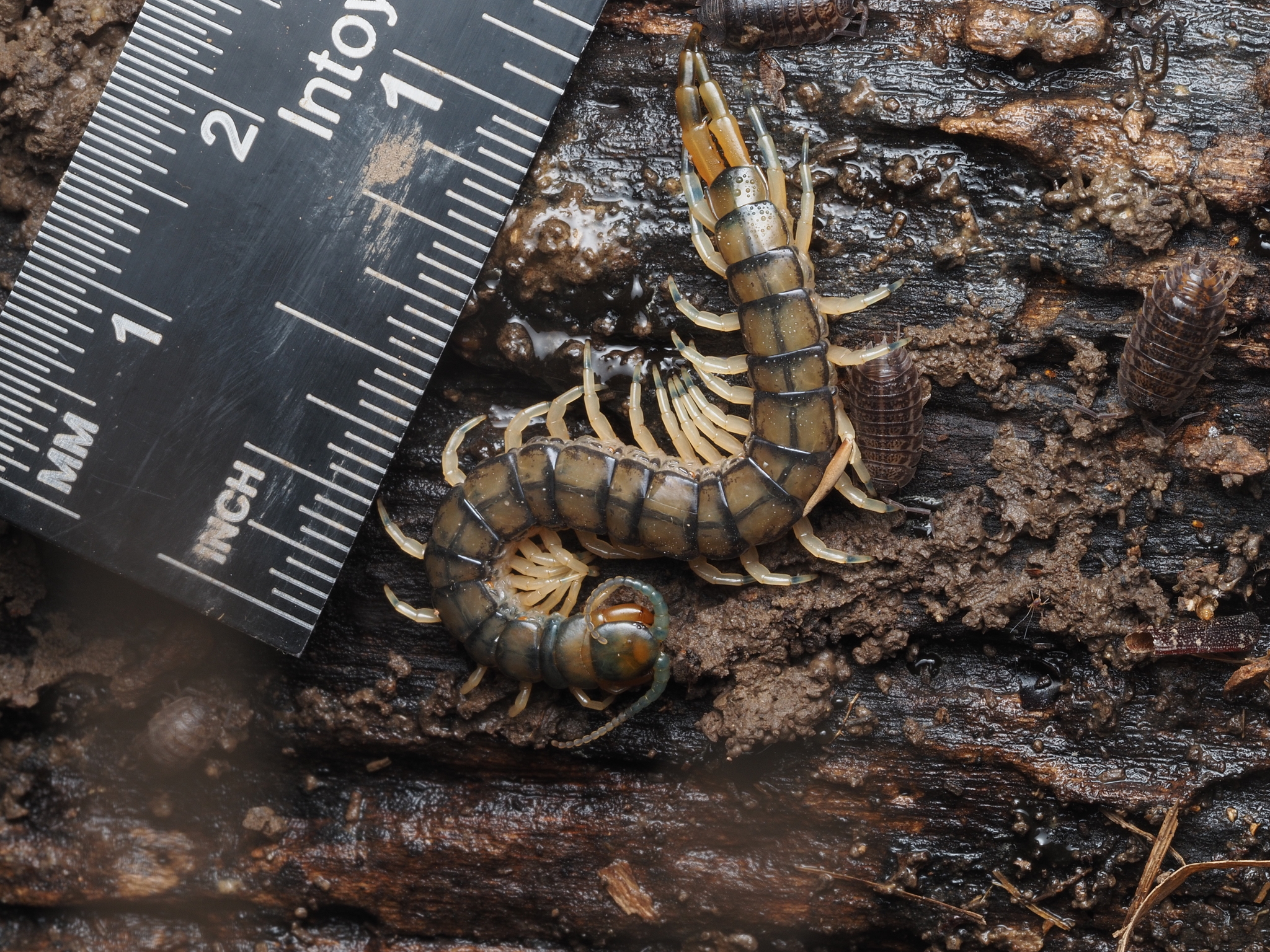 Hemiscolopendra marginata Say, 1821