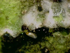 Aleurothrixus floccosus