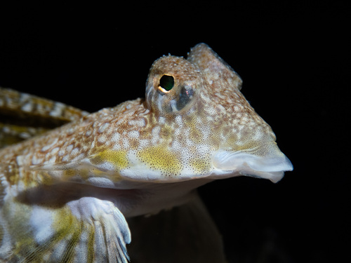 Callionymus decoratus observed 2026-01-19