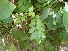 Pterophylla sylvicola