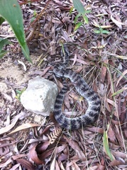 Acanthophis antarcticus