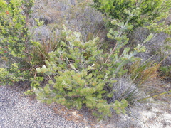 Adenanthos sericeus
