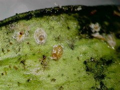 Aleurothrixus floccosus