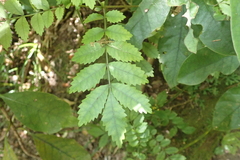 Pterophylla sylvicola