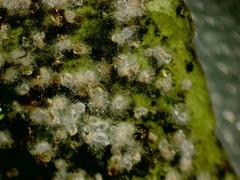 Aleurothrixus floccosus