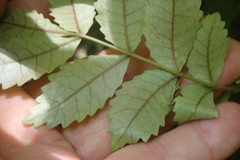 Pterophylla sylvicola