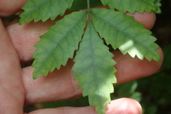 Pterophylla sylvicola