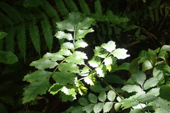 Pterophylla sylvicola