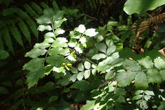 Pterophylla sylvicola