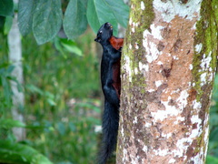 Callosciurus prevostii pluto