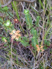 Pimelea traversii