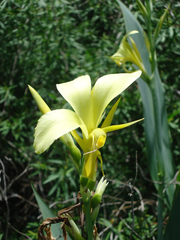 Canna glauca