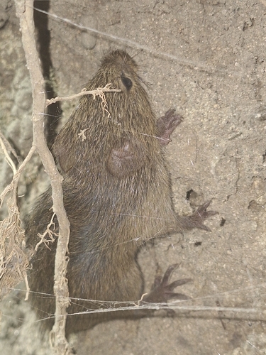 Southern Cotton Rat