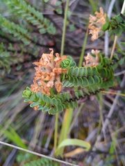 Pimelea traversii
