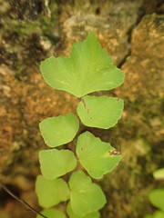 Adiantum deltoideum