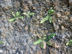 Adiantum deltoideum