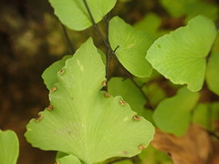 Adiantum deltoideum