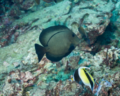 Hawaiian Surgeonfish photo 3