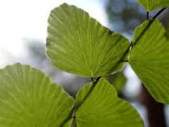 Adiantum deltoideum