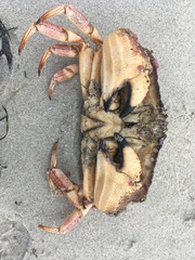 Metacarcinus novaezelandiae