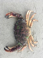 Metacarcinus novaezelandiae